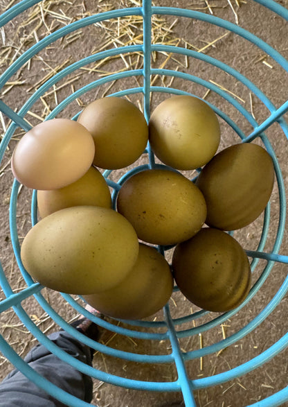 F2 Olive Eggers