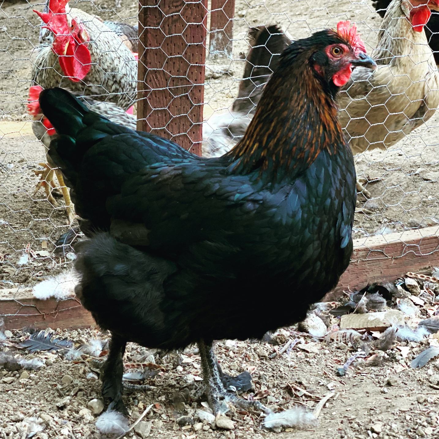 Black Copper Marans