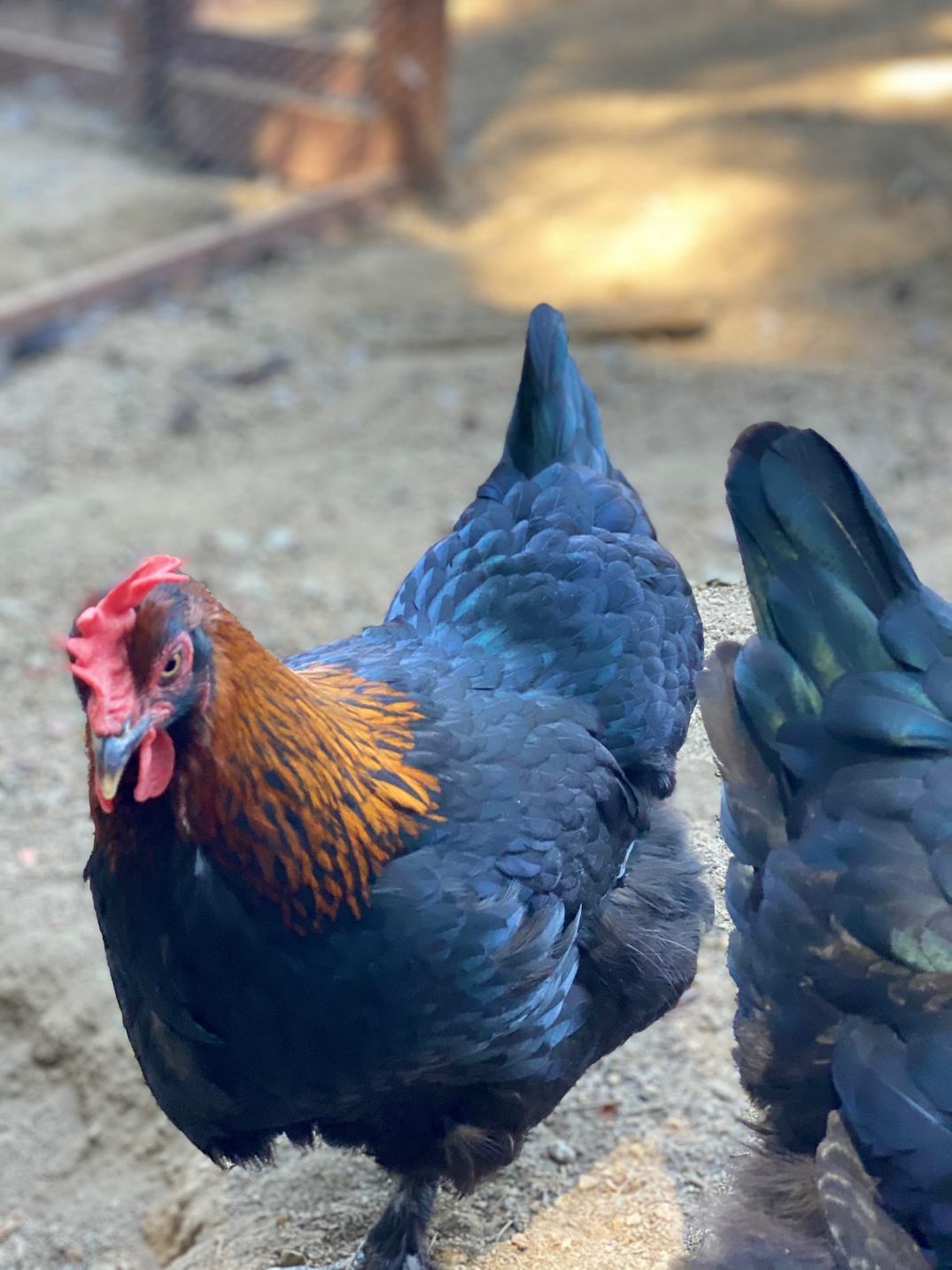 Black Copper Marans