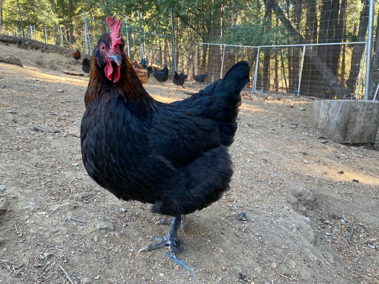 Black Copper Marans