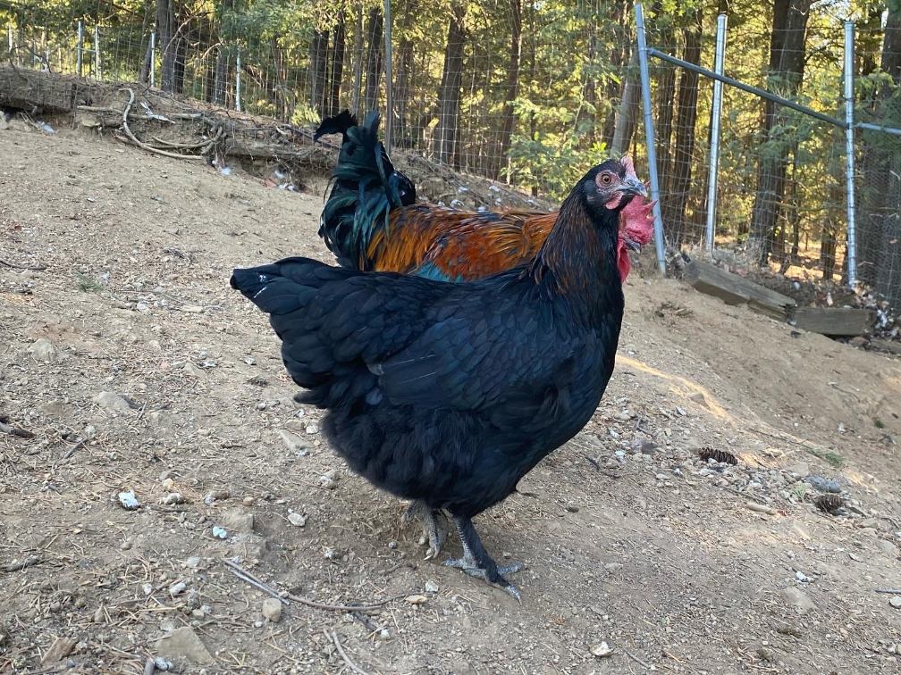 Black Copper Marans
