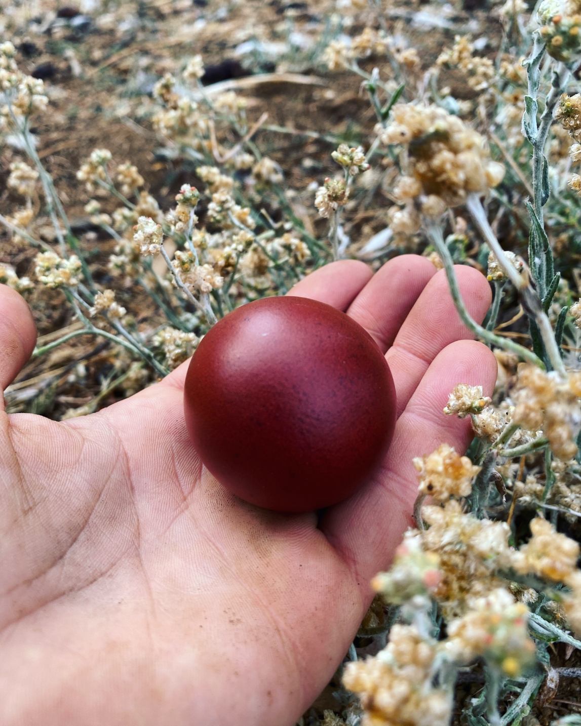 Black Copper Marans