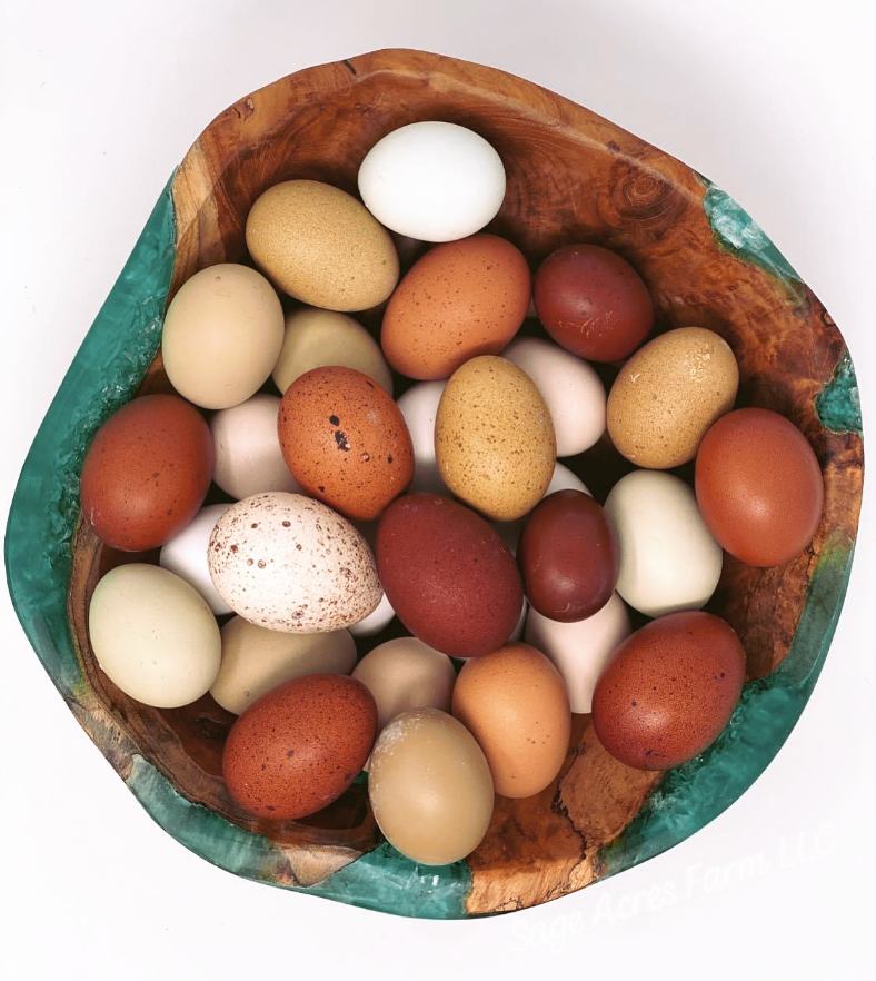 Black Copper Marans