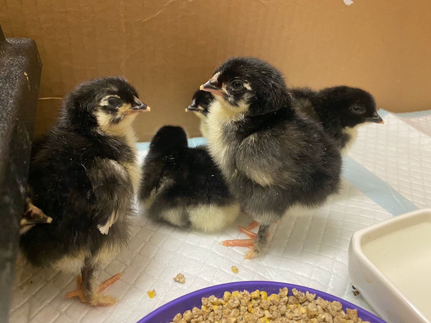 Black Copper Marans