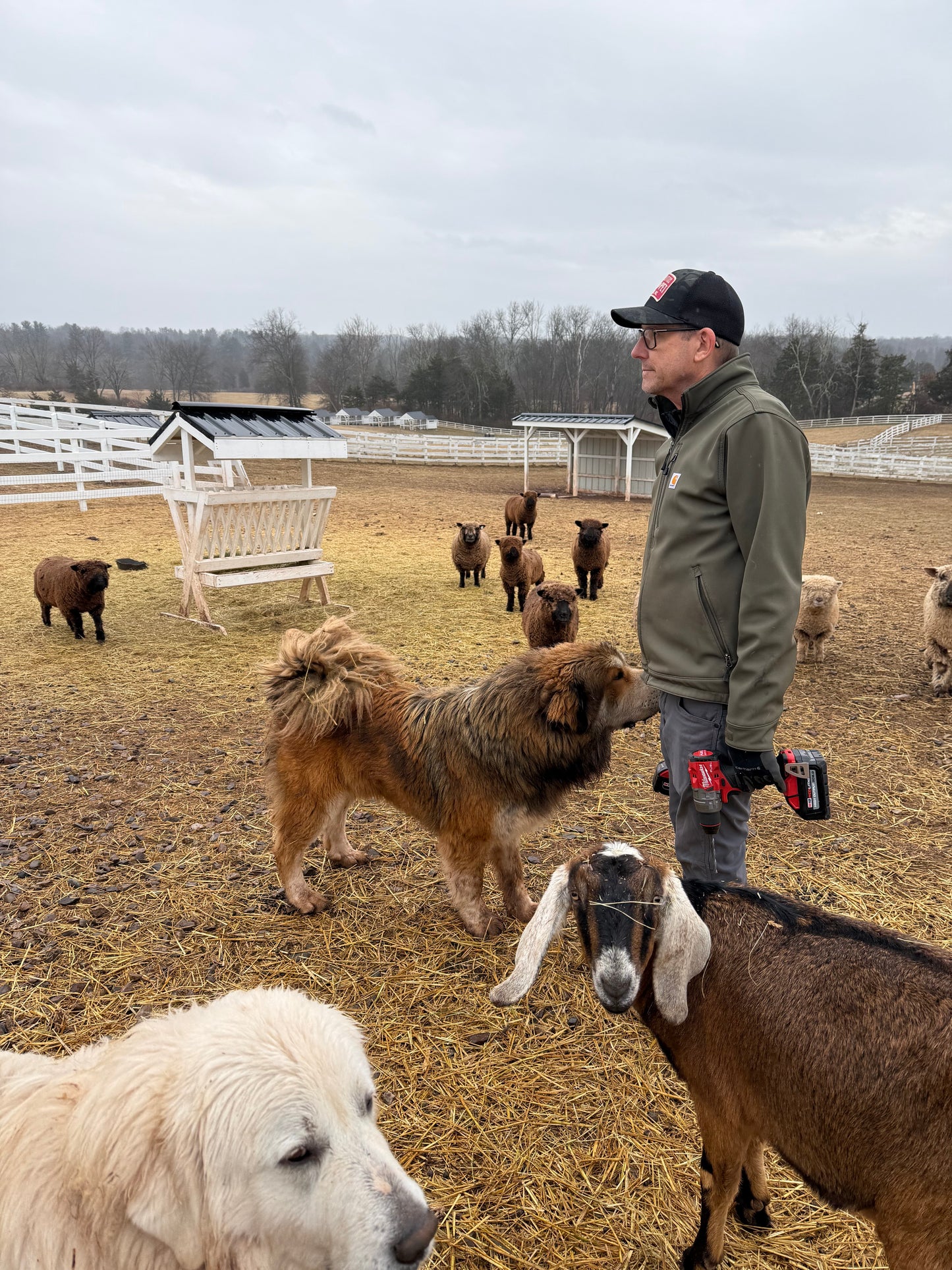 Livestock Guardian Dog Puppies