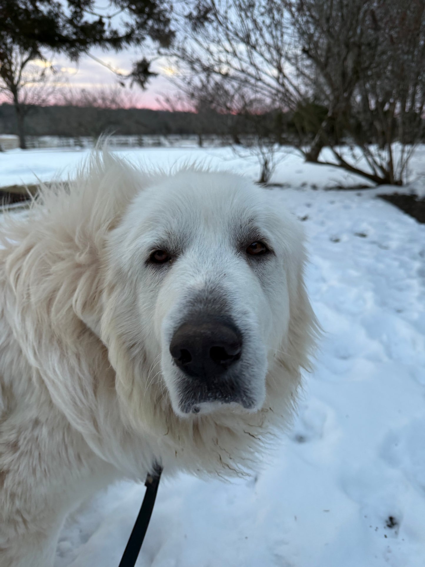 Livestock Guardian Dog Puppies