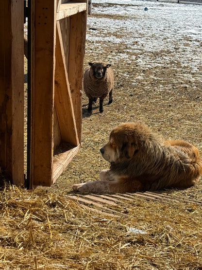 Livestock Guardian Dog Puppies