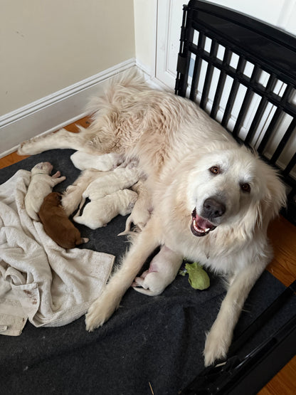 Livestock Guardian Dog Puppies