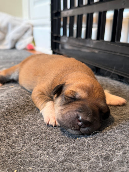 Livestock Guardian Dog Puppies