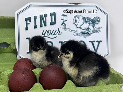 Black Copper Marans