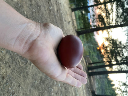 Black Copper Marans