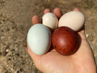 Black Copper Marans